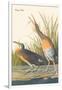 Clapper Rail-John James Audubon-Framed Art Print