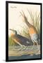 Clapper Rail-John James Audubon-Framed Art Print