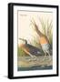 Clapper Rail-John James Audubon-Framed Art Print
