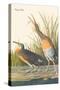 Clapper Rail-John James Audubon-Stretched Canvas