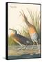 Clapper Rail-John James Audubon-Framed Stretched Canvas