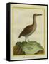 Clapper Rail-Georges-Louis Buffon-Framed Stretched Canvas