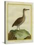 Clapper Rail-Georges-Louis Buffon-Stretched Canvas