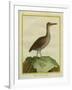 Clapper Rail-Georges-Louis Buffon-Framed Giclee Print