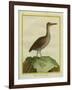 Clapper Rail-Georges-Louis Buffon-Framed Giclee Print