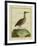 Clapper Rail-Georges-Louis Buffon-Framed Giclee Print