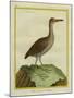 Clapper Rail-Georges-Louis Buffon-Mounted Giclee Print