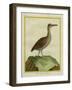 Clapper Rail-Georges-Louis Buffon-Framed Giclee Print