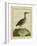 Clapper Rail-Georges-Louis Buffon-Framed Giclee Print