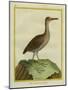 Clapper Rail-Georges-Louis Buffon-Mounted Giclee Print