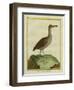 Clapper Rail-Georges-Louis Buffon-Framed Giclee Print