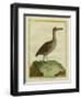 Clapper Rail-Georges-Louis Buffon-Framed Giclee Print