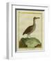 Clapper Rail-Georges-Louis Buffon-Framed Giclee Print