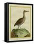 Clapper Rail-Georges-Louis Buffon-Framed Stretched Canvas