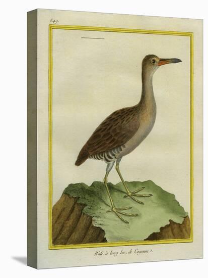 Clapper Rail-Georges-Louis Buffon-Stretched Canvas