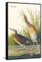 Clapper Rail-John James Audubon-Framed Stretched Canvas