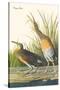 Clapper Rail-John James Audubon-Stretched Canvas