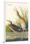 Clapper Rail-John James Audubon-Framed Art Print