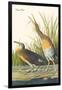 Clapper Rail-John James Audubon-Framed Art Print