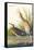 Clapper Rail-John James Audubon-Framed Stretched Canvas