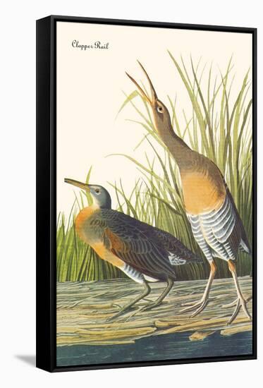 Clapper Rail-John James Audubon-Framed Stretched Canvas