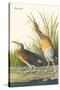 Clapper Rail-John James Audubon-Stretched Canvas