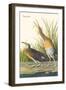 Clapper Rail-John James Audubon-Framed Art Print