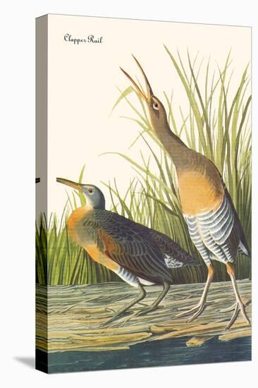 Clapper Rail-John James Audubon-Stretched Canvas