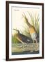 Clapper Rail-John James Audubon-Framed Art Print