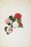 Common Camellias (Camellia Japonica)-Clara Maria Pope-Stretched Canvas