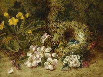 Apple Blossoms, a Primrose and Birds Nest on a Mossy Bank-Clare Oliver-Stretched Canvas