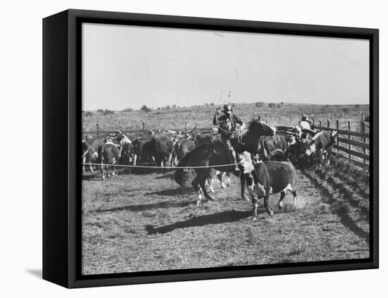 Clarence Hailey Long, Texas Cowboy on His Small Ranch Roping Cattle-null-Framed Stretched Canvas