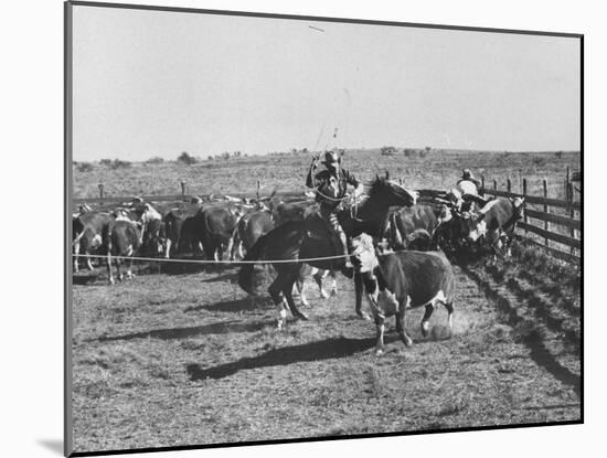 Clarence Hailey Long, Texas Cowboy on His Small Ranch Roping Cattle-null-Mounted Photographic Print