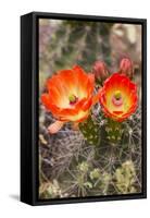 Claret Cup Cactus, Arizona-Sonora Desert Museum, Tucson, Arizona, USA-Jamie & Judy Wild-Framed Stretched Canvas