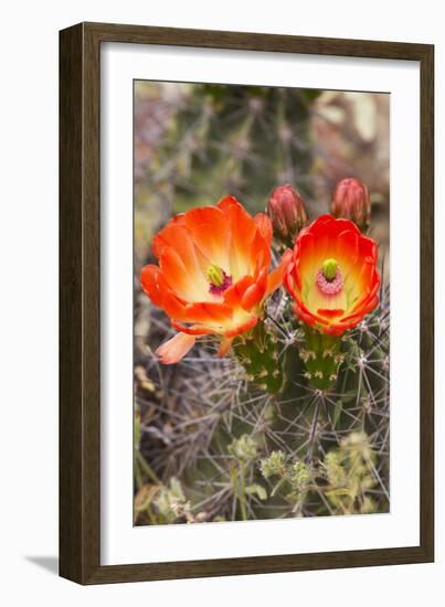 Claret Cup Cactus, Arizona-Sonora Desert Museum, Tucson, Arizona, USA-Jamie & Judy Wild-Framed Photographic Print