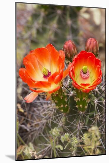 Claret Cup Cactus, Arizona-Sonora Desert Museum, Tucson, Arizona, USA-Jamie & Judy Wild-Mounted Photographic Print