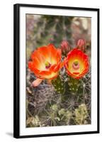 Claret Cup Cactus, Arizona-Sonora Desert Museum, Tucson, Arizona, USA-Jamie & Judy Wild-Framed Photographic Print