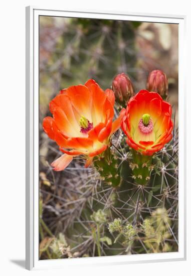 Claret Cup Cactus, Arizona-Sonora Desert Museum, Tucson, Arizona, USA-Jamie & Judy Wild-Framed Premium Photographic Print