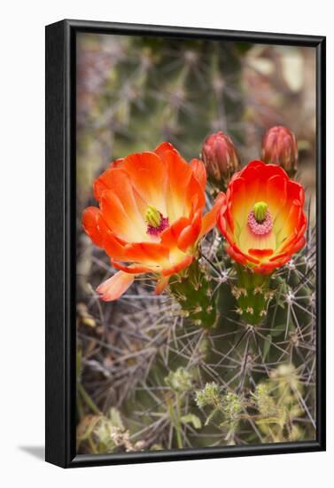 Claret Cup Cactus, Arizona-Sonora Desert Museum, Tucson, Arizona, USA-Jamie & Judy Wild-Framed Photographic Print