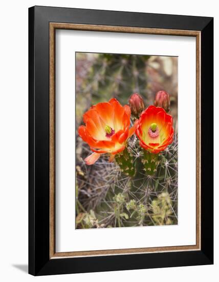 Claret Cup Cactus, Arizona-Sonora Desert Museum, Tucson, Arizona, USA-Jamie & Judy Wild-Framed Photographic Print