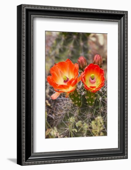 Claret Cup Cactus, Arizona-Sonora Desert Museum, Tucson, Arizona, USA-Jamie & Judy Wild-Framed Photographic Print