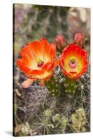 Claret Cup Cactus, Arizona-Sonora Desert Museum, Tucson, Arizona, USA-Jamie & Judy Wild-Stretched Canvas