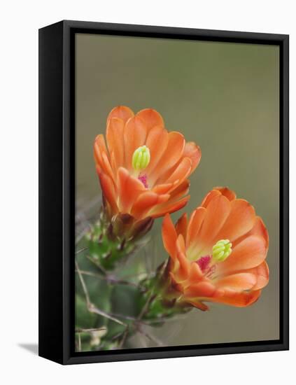 Claret Cup Cactus Blooming, Uvalde County, Hill Country, Texas, USA-Rolf Nussbaumer-Framed Stretched Canvas