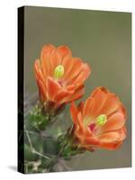 Claret Cup Cactus Blooming, Uvalde County, Hill Country, Texas, USA-Rolf Nussbaumer-Stretched Canvas