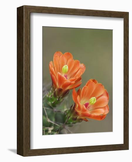 Claret Cup Cactus Blooming, Uvalde County, Hill Country, Texas, USA-Rolf Nussbaumer-Framed Photographic Print