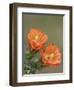Claret Cup Cactus Blooming, Uvalde County, Hill Country, Texas, USA-Rolf Nussbaumer-Framed Photographic Print