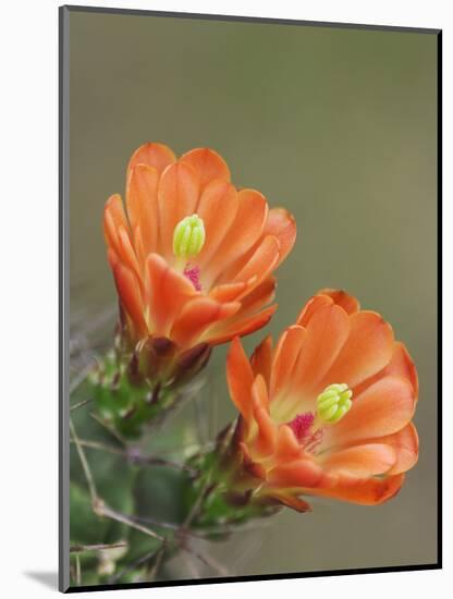 Claret Cup Cactus Blooming, Uvalde County, Hill Country, Texas, USA-Rolf Nussbaumer-Mounted Photographic Print