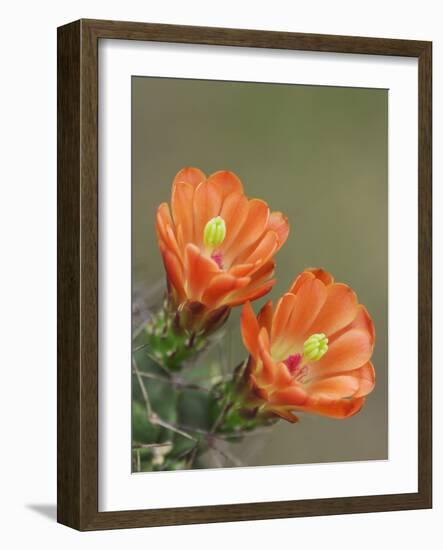 Claret Cup Cactus Blooming, Uvalde County, Hill Country, Texas, USA-Rolf Nussbaumer-Framed Photographic Print