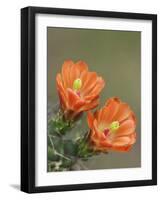 Claret Cup Cactus Blooming, Uvalde County, Hill Country, Texas, USA-Rolf Nussbaumer-Framed Photographic Print