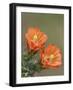 Claret Cup Cactus Blooming, Uvalde County, Hill Country, Texas, USA-Rolf Nussbaumer-Framed Photographic Print